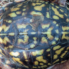 Empty turtle shell